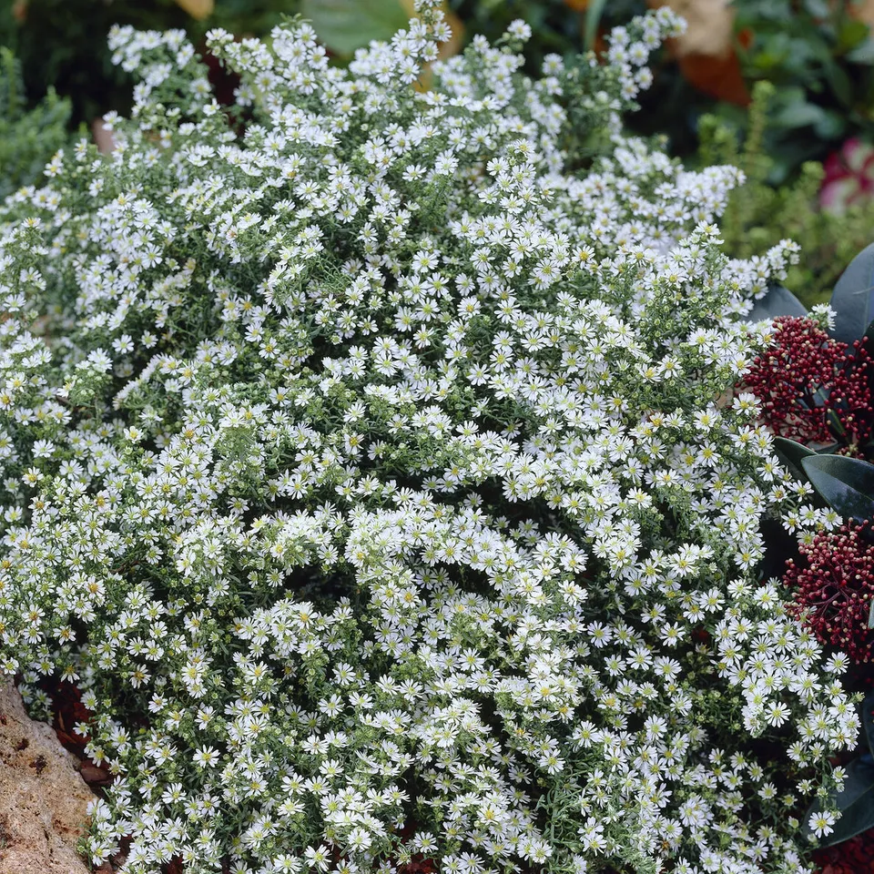 Bakker Plantes vivaces Aster éricoïde Snowflurry fleur blanche pot