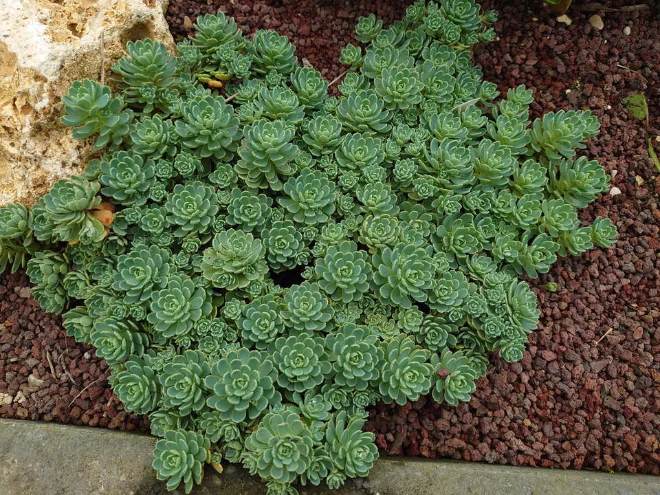 Passion Vivaces Sedum pachyclados orpin rosette pot 1 L