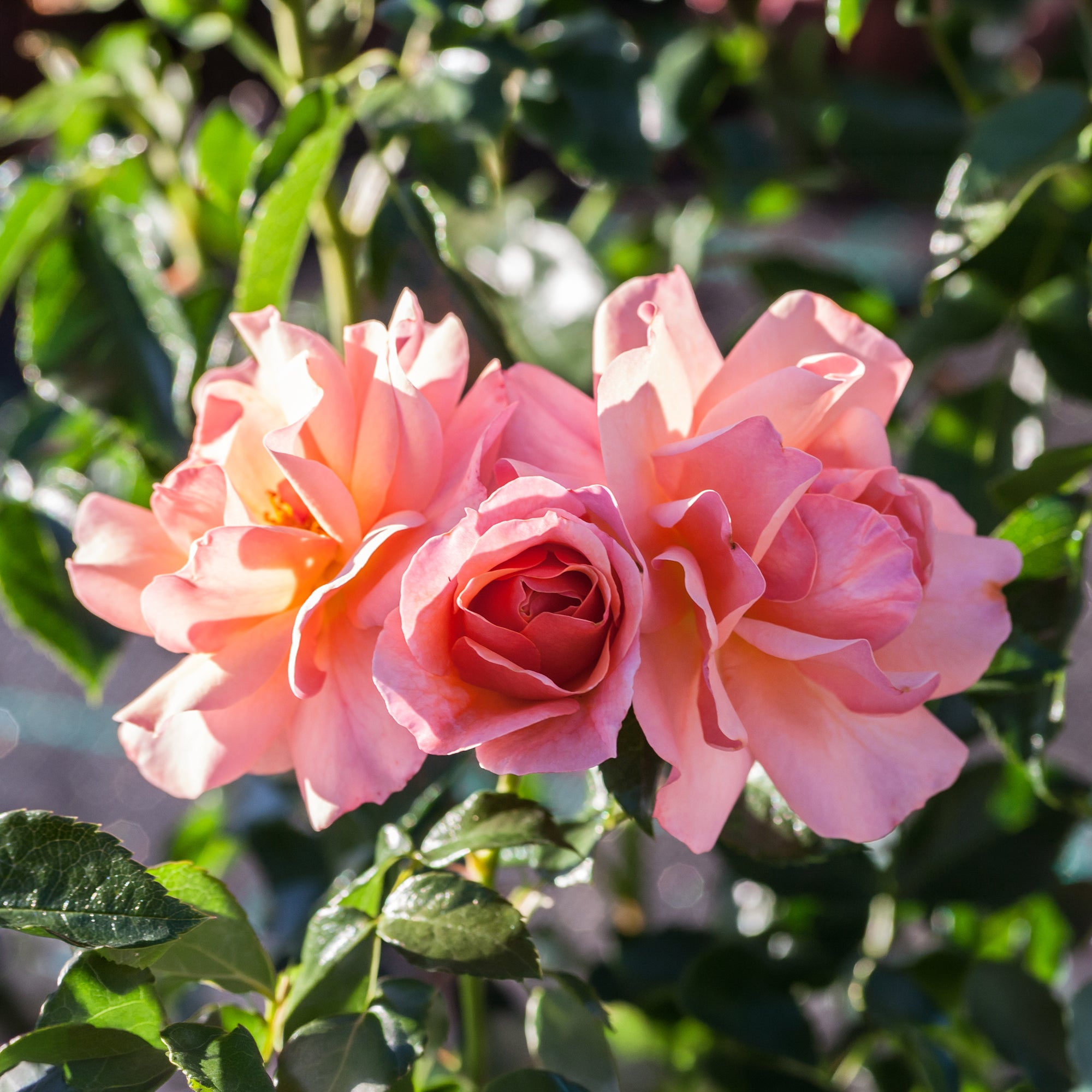 Bakker Rosier Aprikola rosier buisson pot 3L abricot-rosé