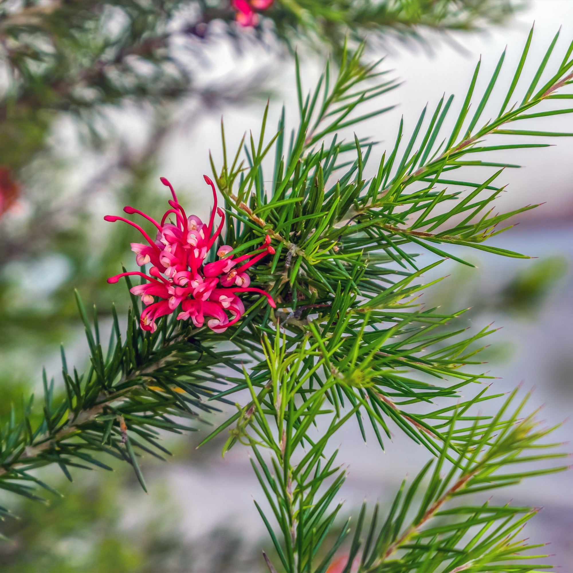 Bakker Grevillea juniperina arbuste fleurs rouges pot 1.3L