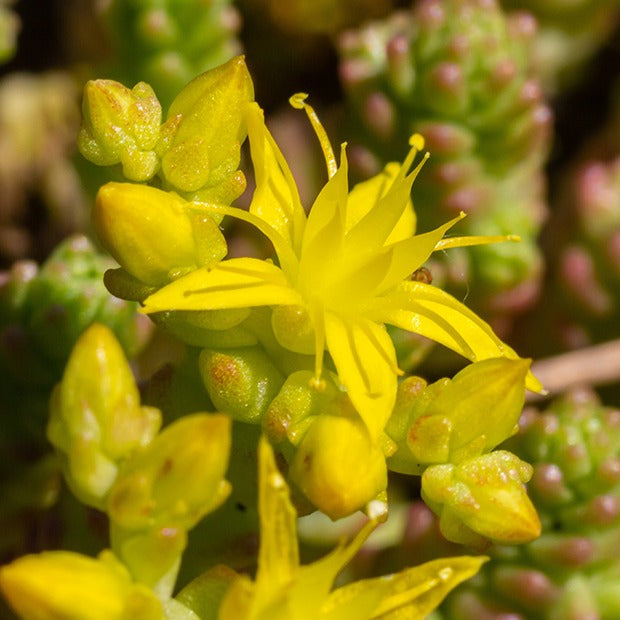 Bakker Sedum acre 2 pots 9cm couvre-sol jaune
