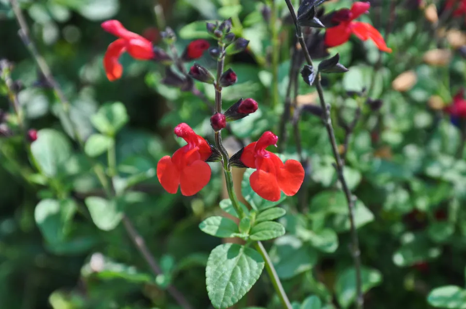 Passion Vivaces Salvia Royal Bumble sauge pot 1L rouge sang