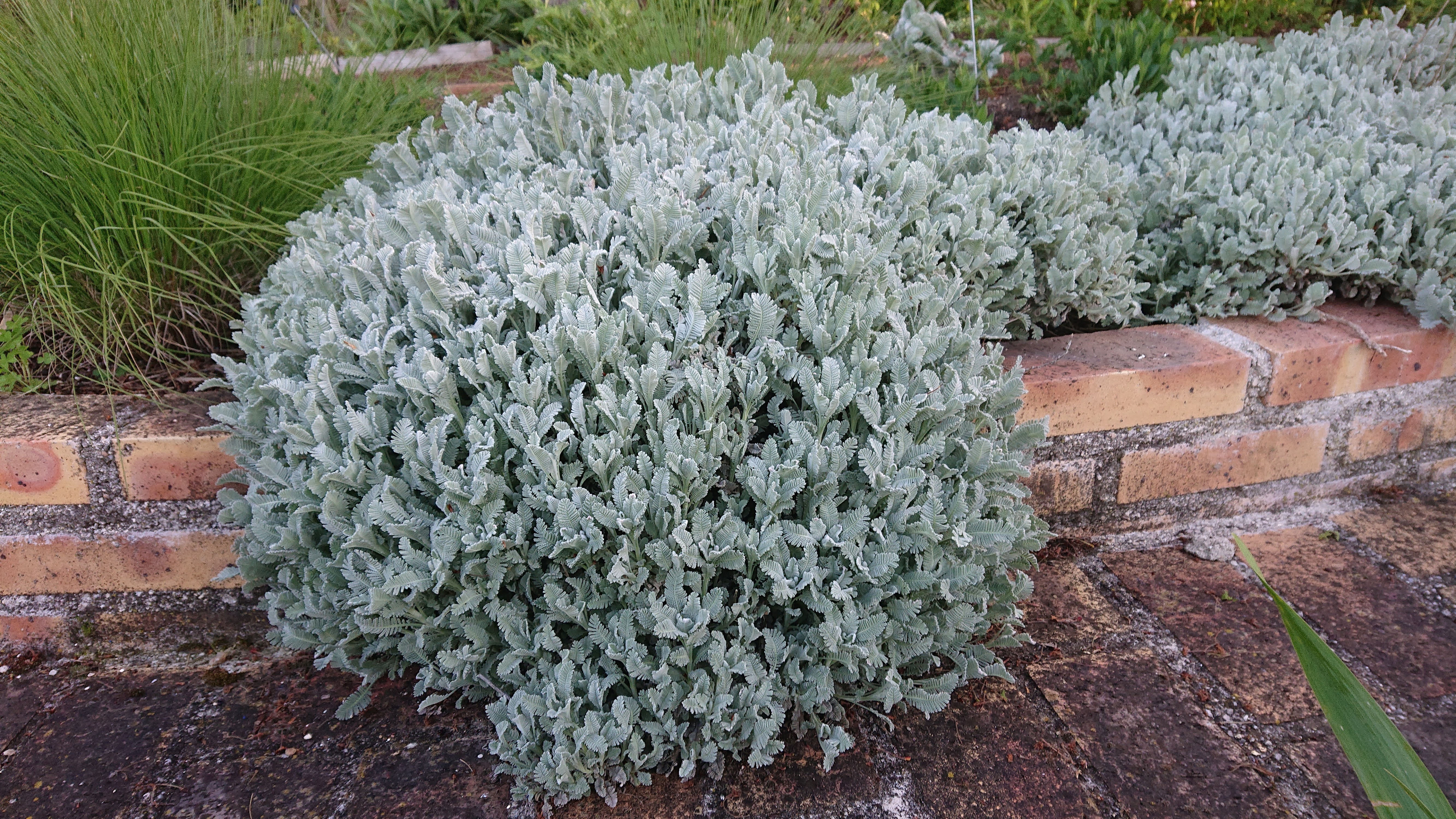 Passion Vivaces Chrysanthemum haradjanii plante godet argenté