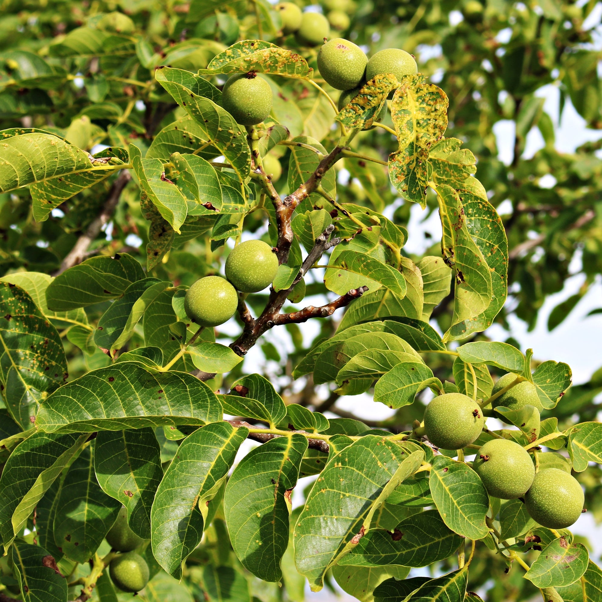 Bakker Noyer Commun 5 L 70-90 cm arbre à noix soleil