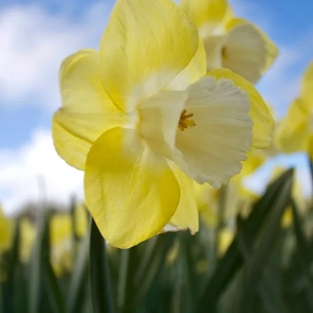 Bakker Narcisse Avalon grande couronne 5 bulbes jaune
