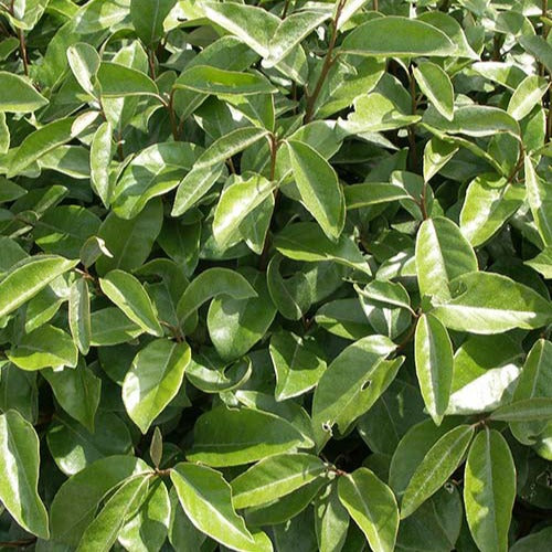 Bakker Eléagnus Ebbing haie persistante pot 1,3L