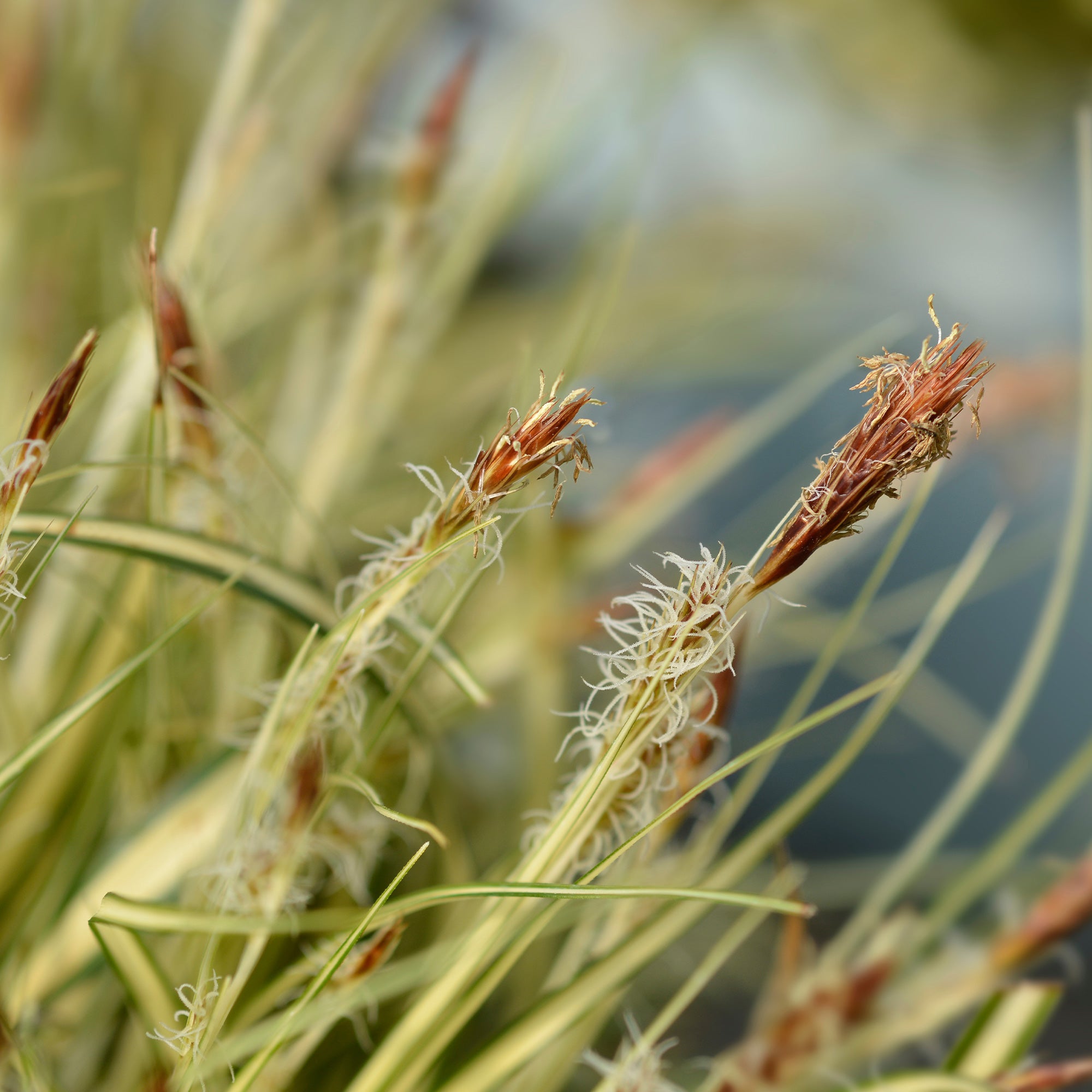 Bakker Carex Evergold laîche 2 pots Ø 9cm persistante