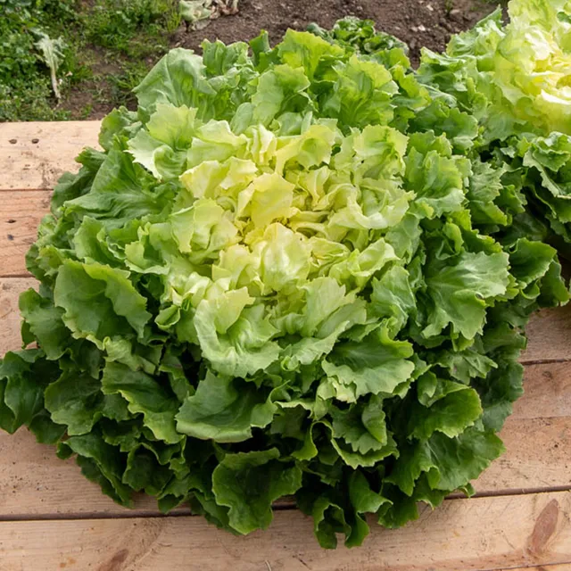 Bakker Chicorée Scarole Grosse Bouclée graines sachet 12g salade