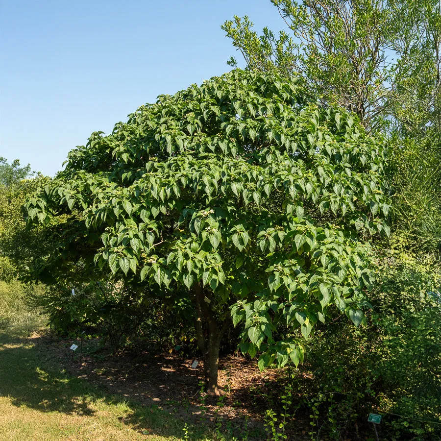 Bakker Clerodendrum arbre du clergé arbuste pot 2L