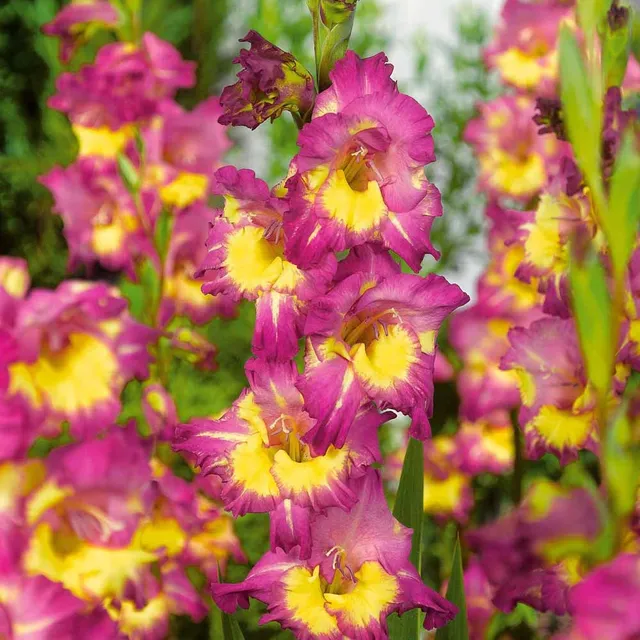 Bakker Farwest glaïeuls sachet 25 bulbes fuchsia 1 m