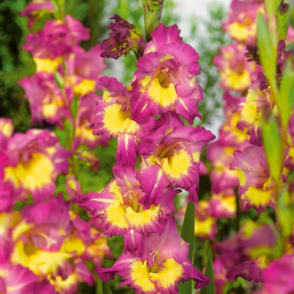 Bakker Farwest glaïeuls sachet 25 bulbes fuchsia 1 m