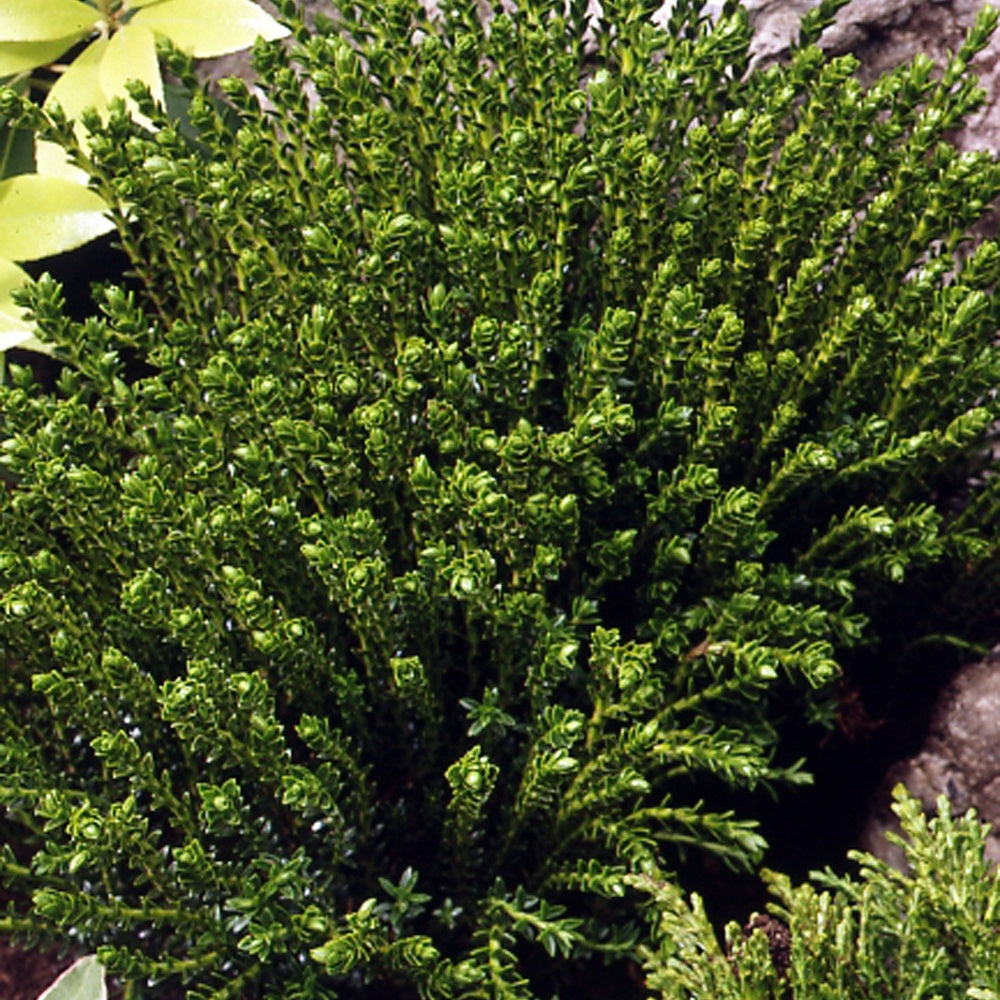 Bakker Hebe Emerald Green pot 2L boule persistante fleurs blanches