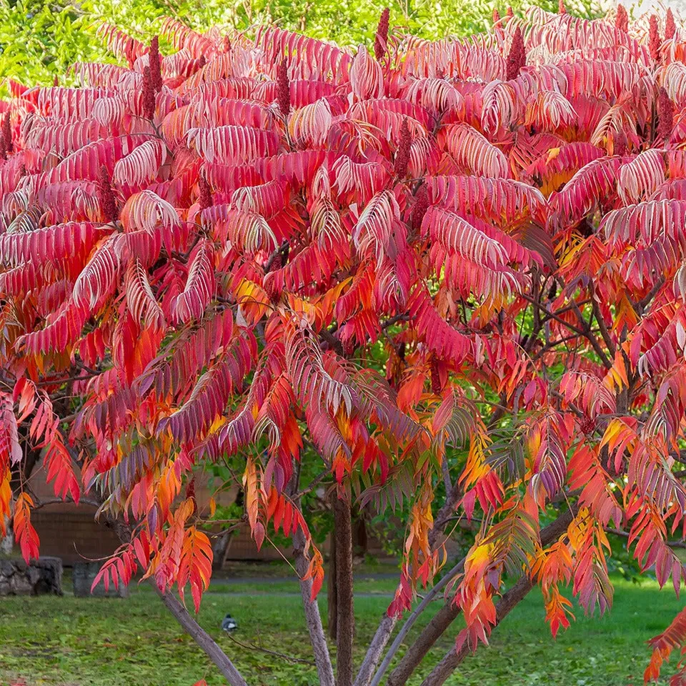 Bakker Sumac de Virginie arbuste pot 5L feuillage automne