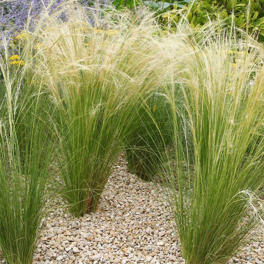 Bakker Collection 6 plantes vivaces extérieur moderne 6 pots Ø9cm