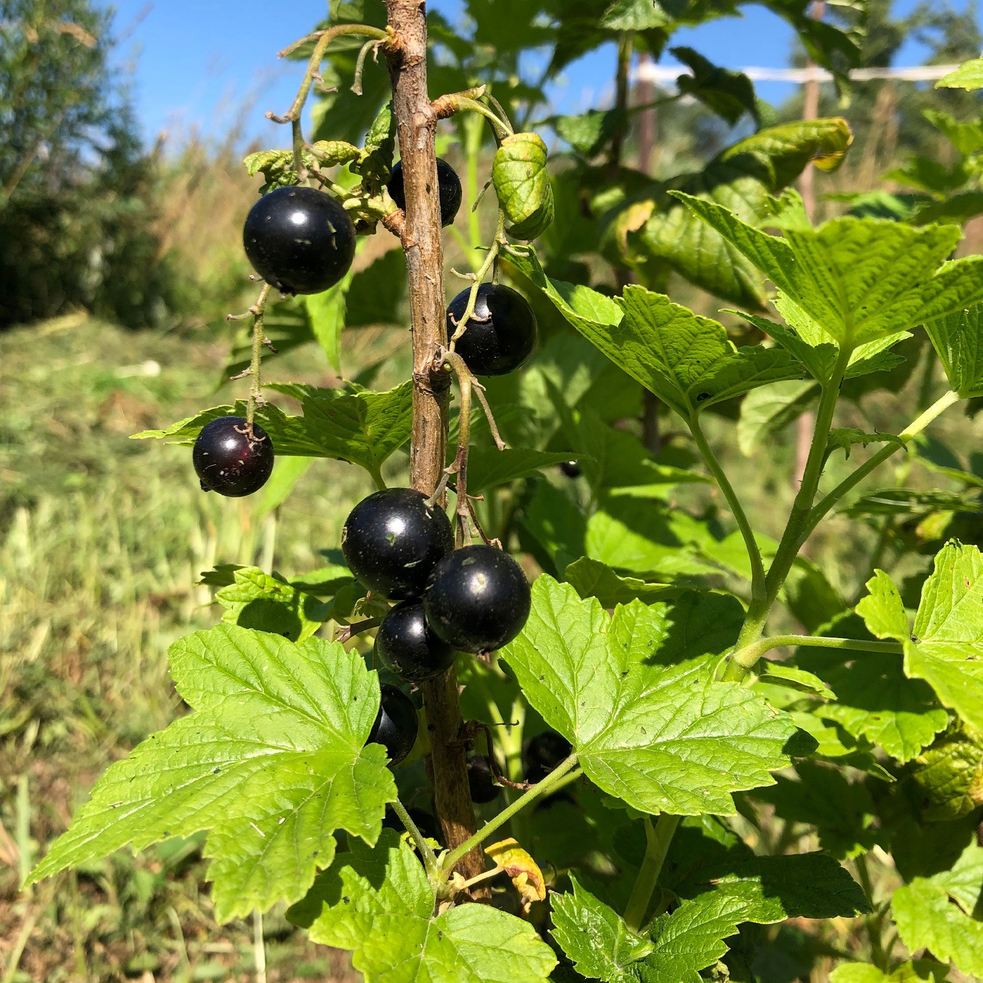 Bakker Cassissier Andega gros fruits racine nue 1-2 branches