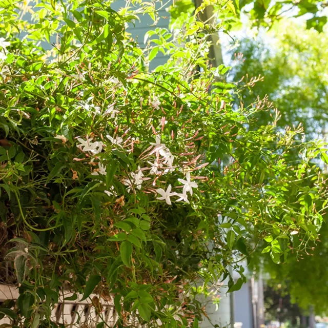 Bakker Jasmin blanc d'hiver pot 2L 40-50cm parfumé