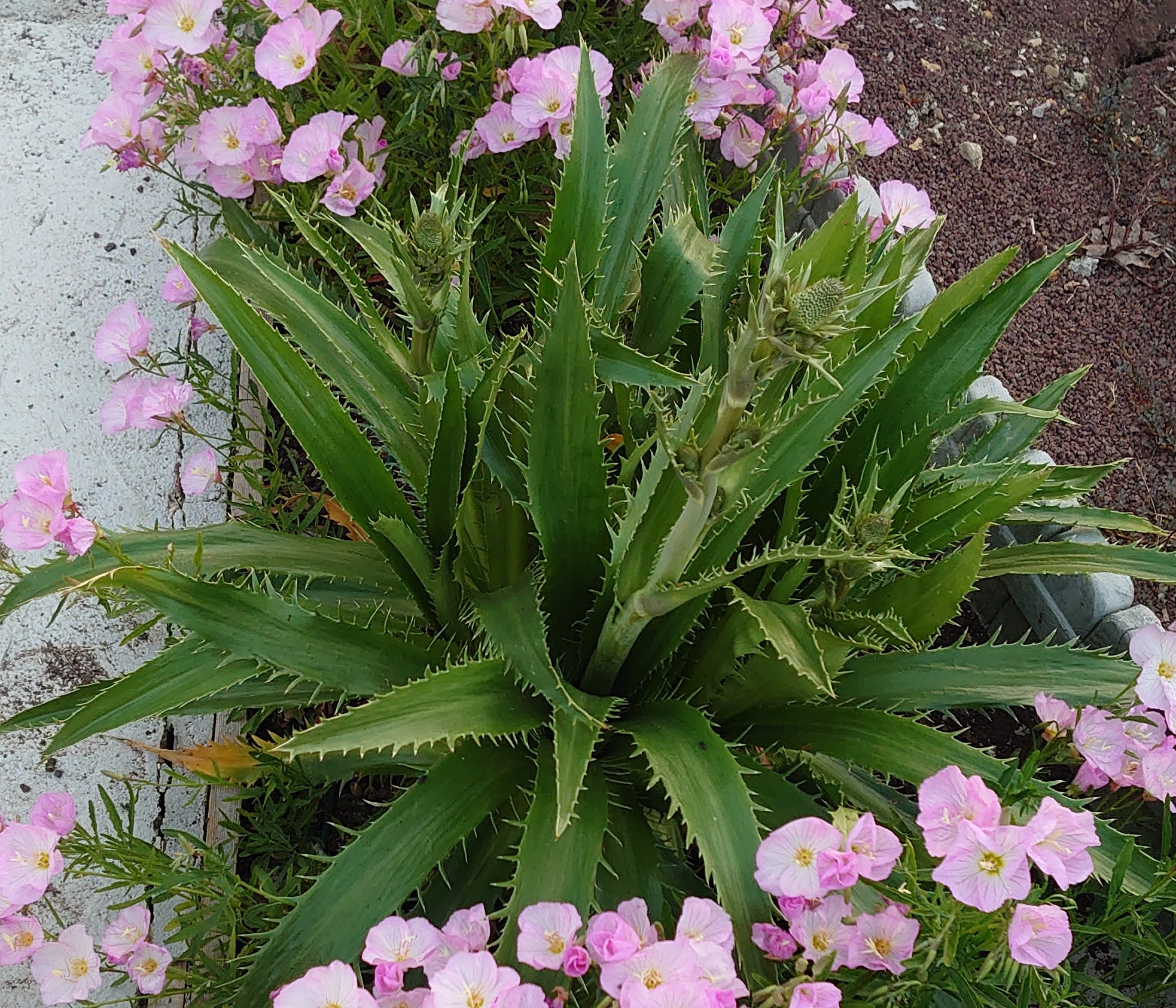 Passion Vivaces Eryngium agavifolium panicaut godet persistant