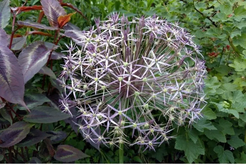 Passion Vivaces Allium christophii ail ornemental Étoile de Perse rose