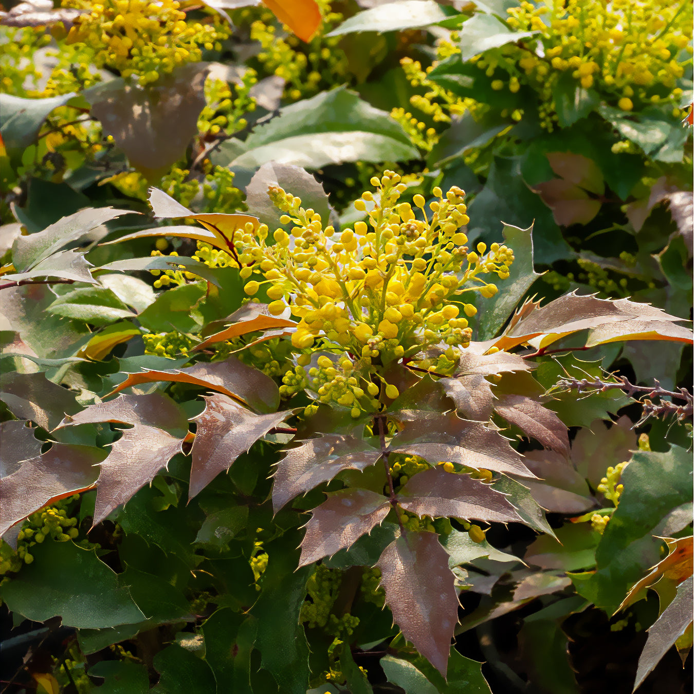 Bakker Mahonia Apollo arbuste motte 20-30cm persistant