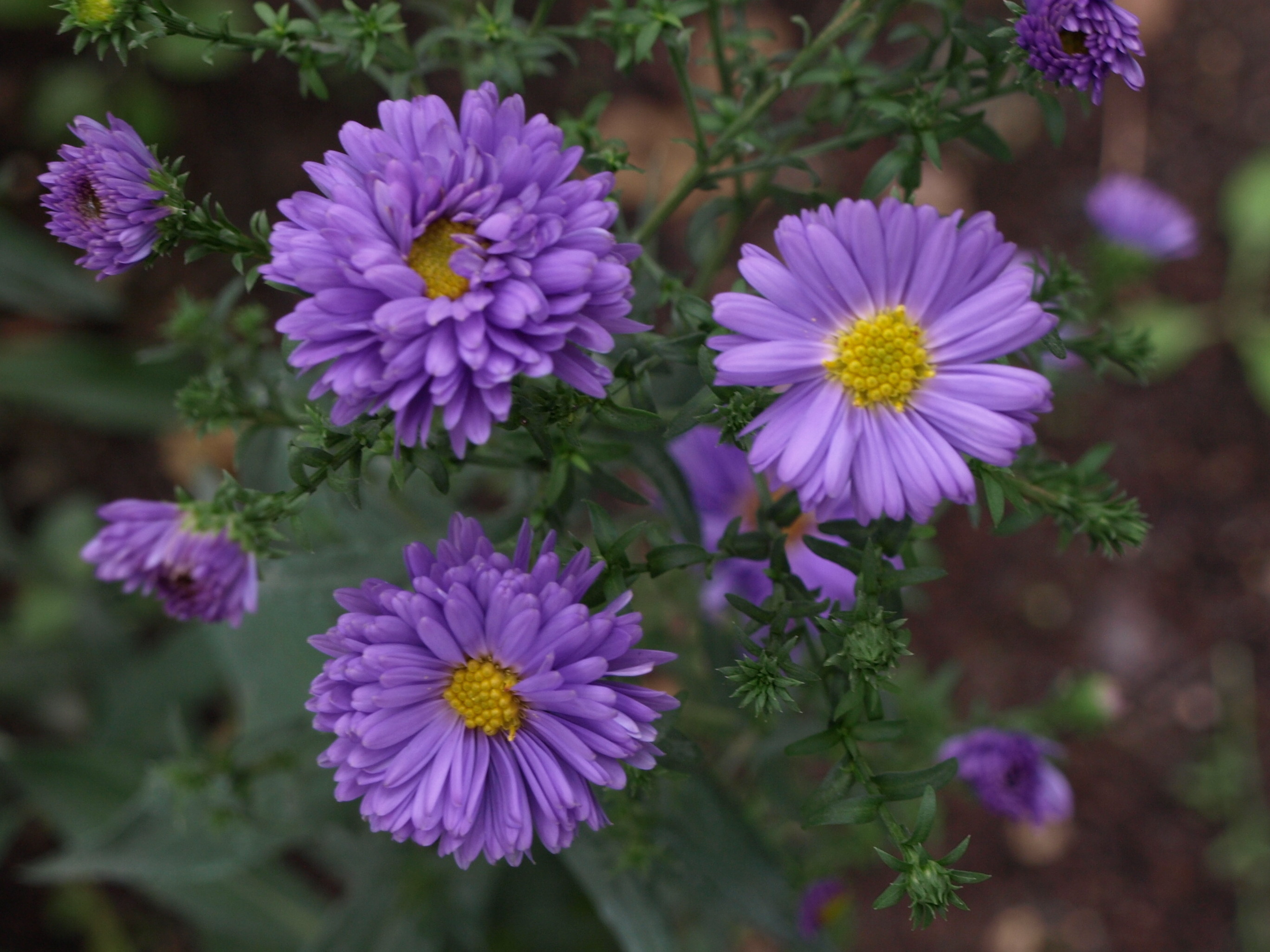 Passion Vivaces ASTER novi-belgii Reitlingstal vivace godet bleu violacé