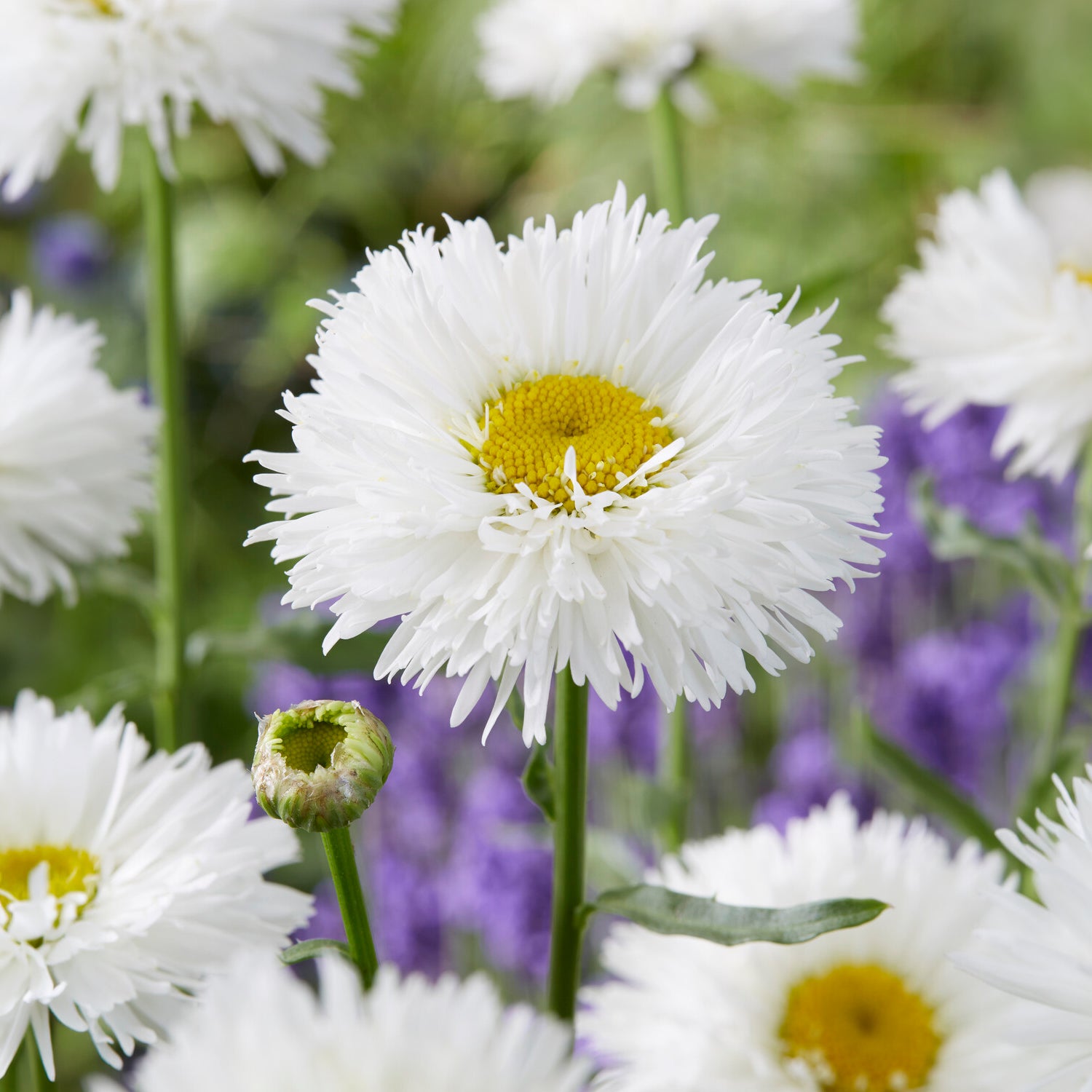 Bakker Marguerite d'été Laspider vivace pot Ø9cm fleurs blanches