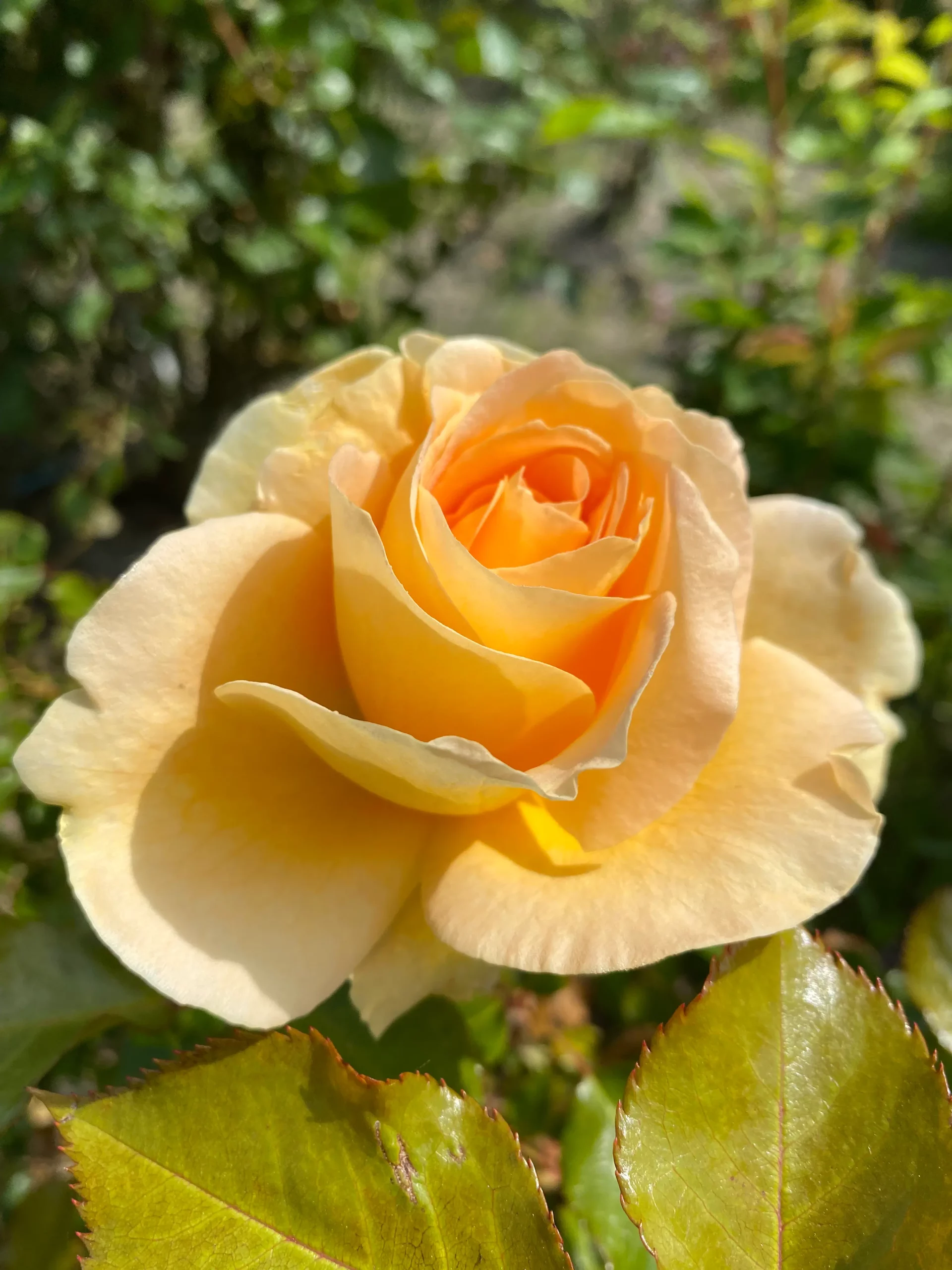 Michel Adam Jour de Fête rosier buisson godet fleurs jaunes parfumées