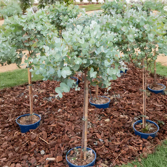 Bakker Eucalyptus sur tige arbre pot 3L tige 50cm persistant