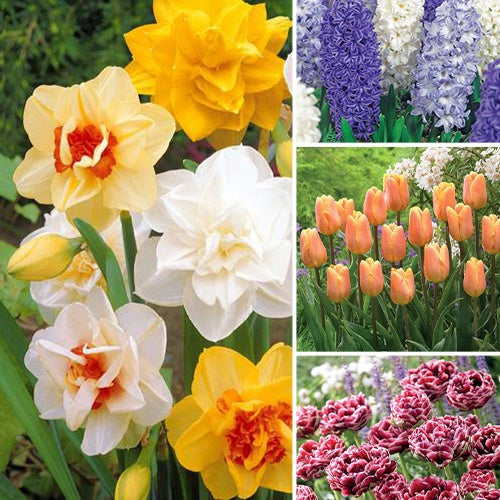 Bakker Bulbes à fleurs 121 bulbes multicolores sachet 120