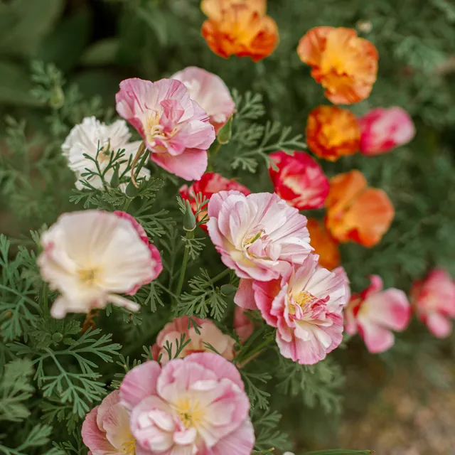 Bakker Pavot Californie Appleblossom graines 0,2g rose double