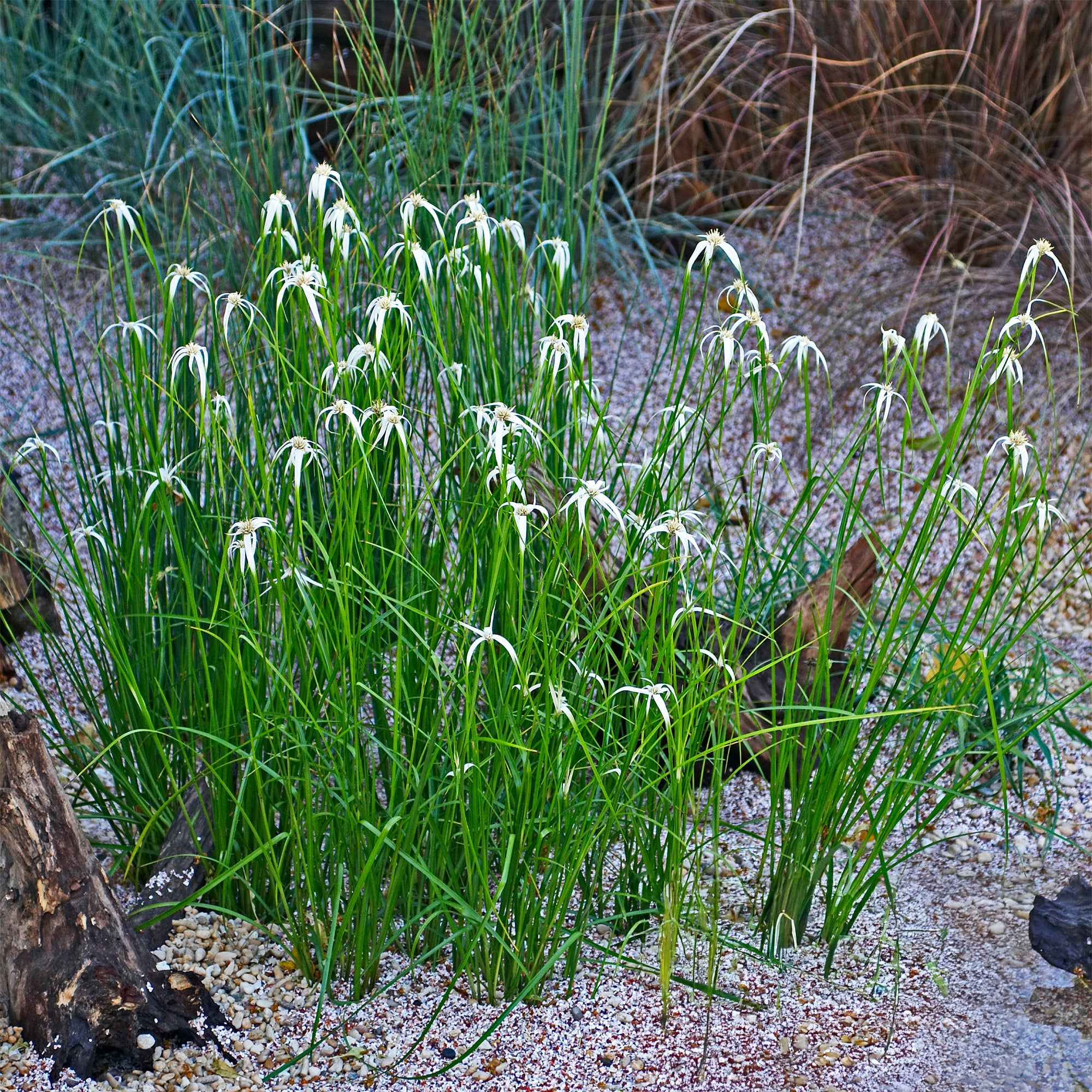 Bakker Herbe étoilée plante de bassin pot 9cm blanche