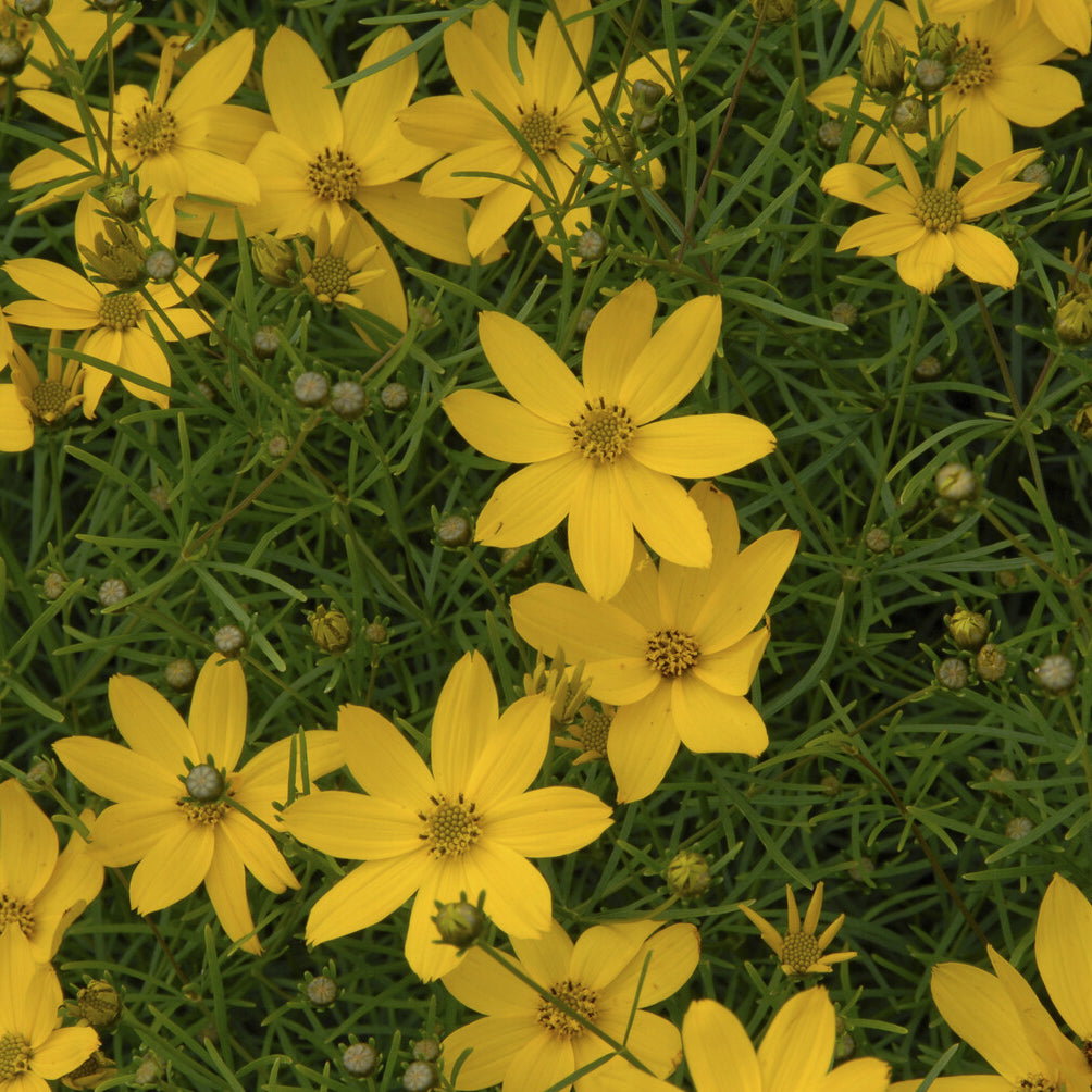 Bakker Plantes vivaces Coreopsis Zagreb verticillé pot Ø9cm jaune