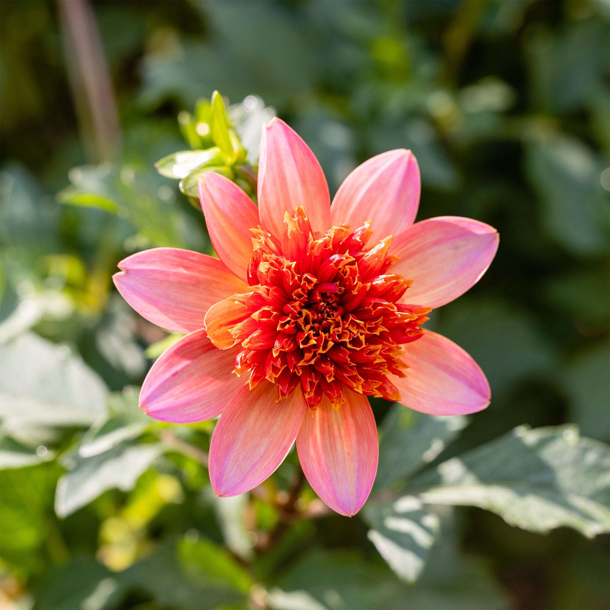 Bakker Dahlia Totally Tangerine anémone orange 3 bulbes