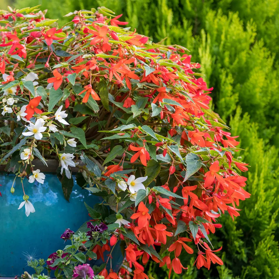 Bakker Bégonia retombant orange plante suspension pot Ø 10,5cm
