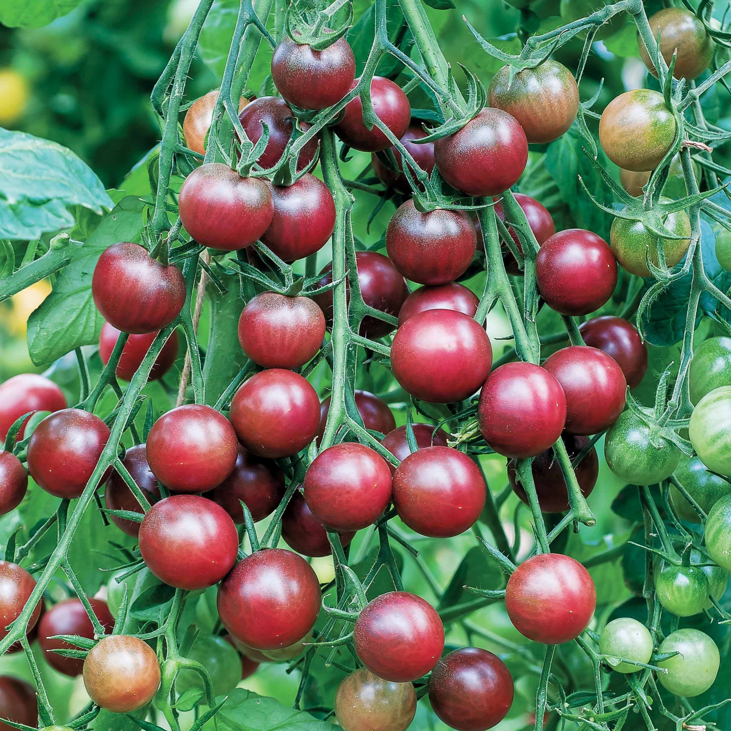 Bakker Tomate-cerise Chocolate graine potager sachet 25 graines