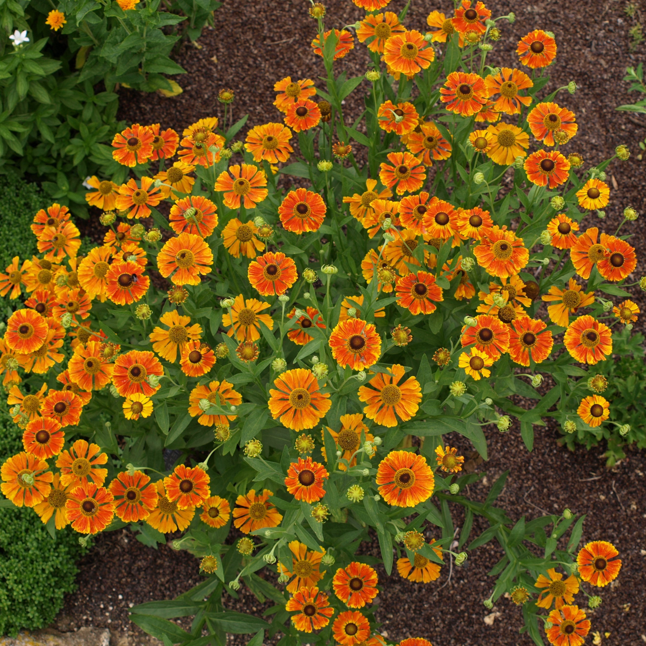 Passion Vivaces Helenium automnale Windley plante vivace godet jaune