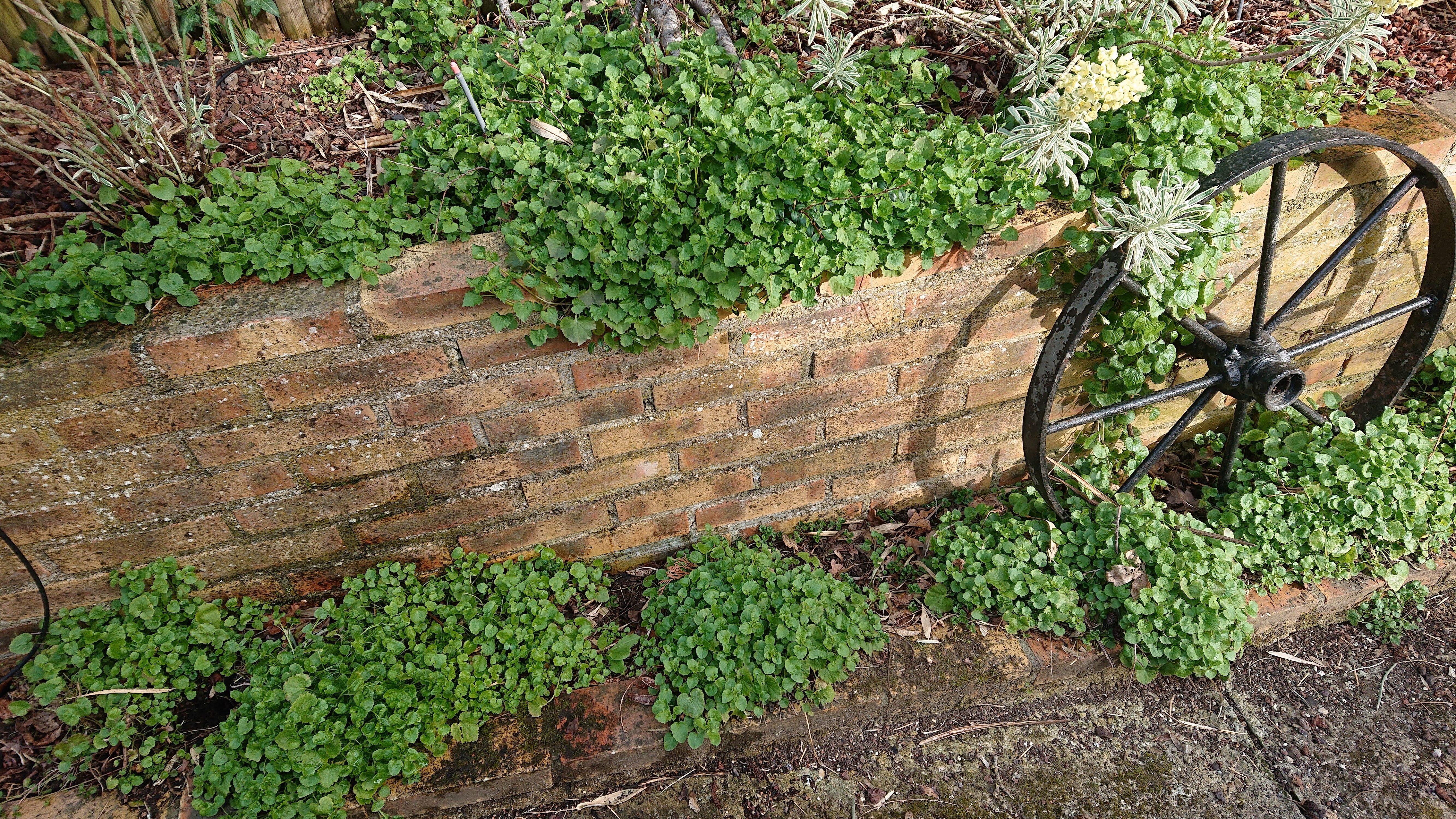 Campanula porscharskyana vivace godet fleurs étoilées