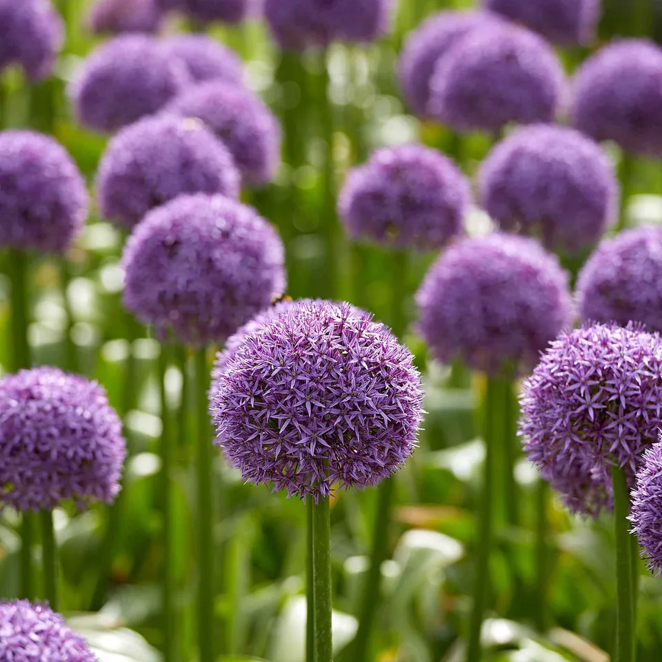 Bakker Globemaster ail ornement sachet 3 bulbes violet