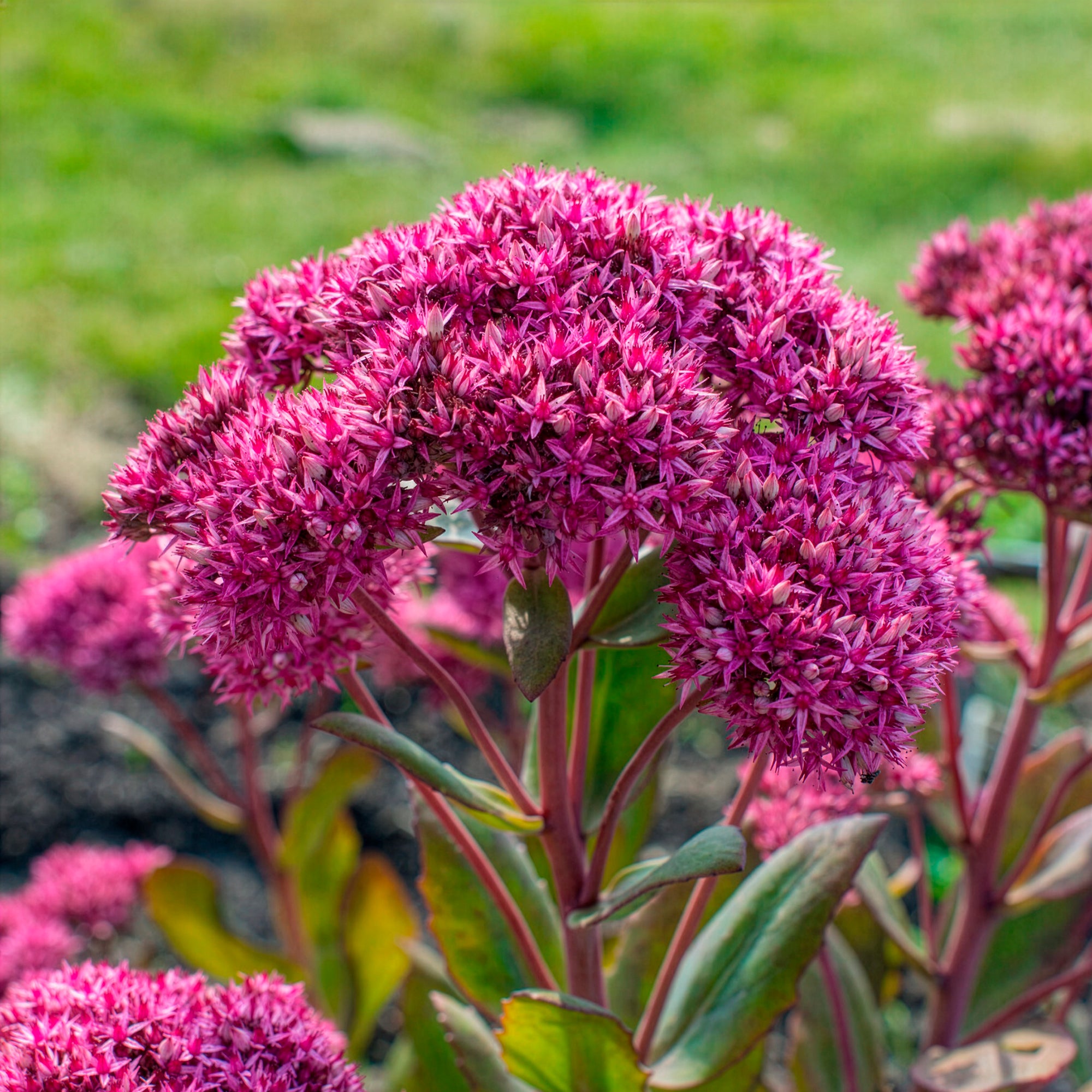 Bakker Sedum Mr Goodbud vivace pot Ø9cm rose