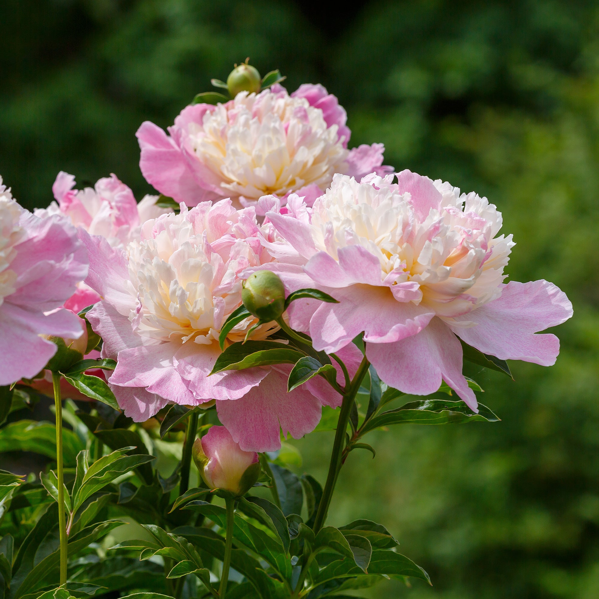 Bakker Vivaces Pivoine Raspberry Sundae racine nue fleur rose