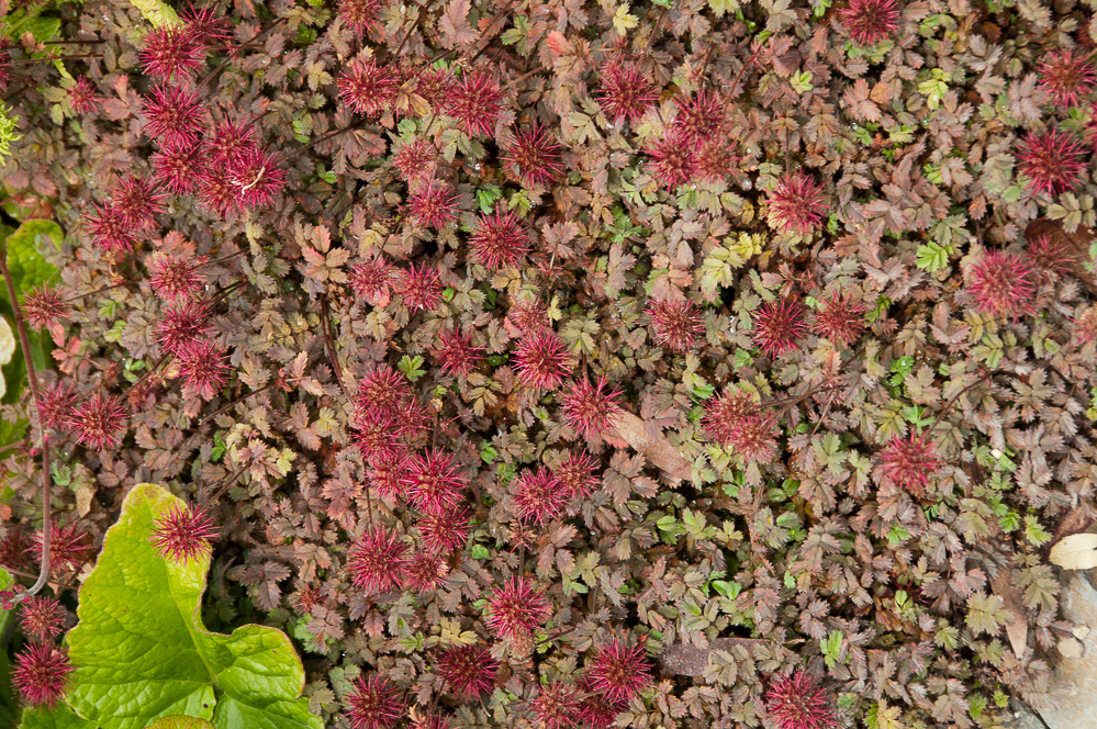 Passion Vivaces ACAENA microphylla Kupferteppich plante vivace godet