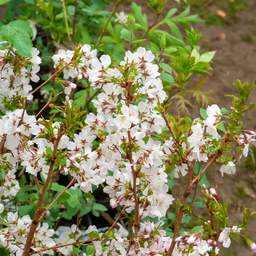 Bakker Cerisier du Japon Brillant arbre pot 3L fleurs blanc rosé
