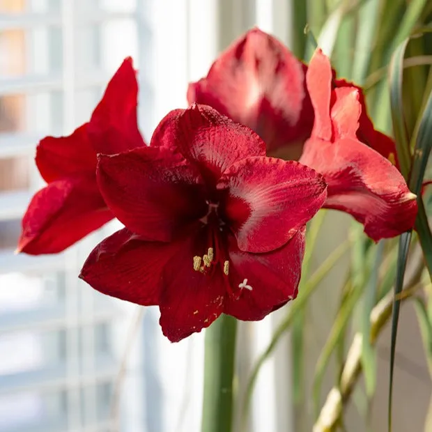 Bakker Amaryllis Red Lion bulbe 1 fleur rouge hiver