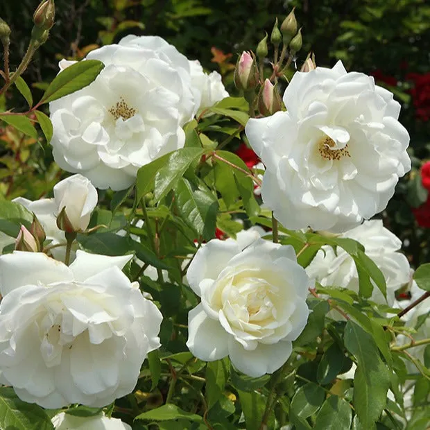 Bakker Rosiers Rosier buisson Helga rosier motte 3 branches blanc