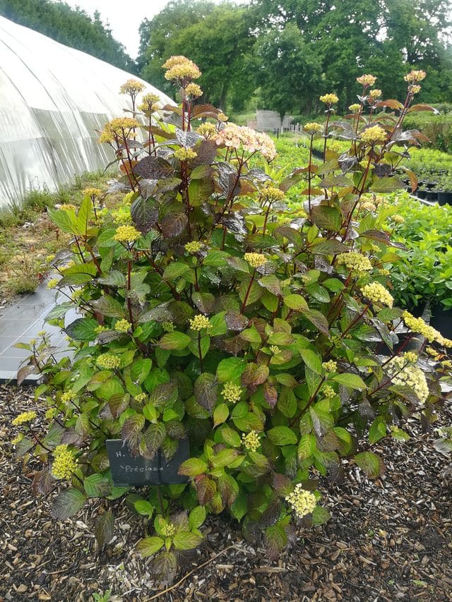 Les Hortensias du Haut Bois Preziosa hortensia serrata godet rose