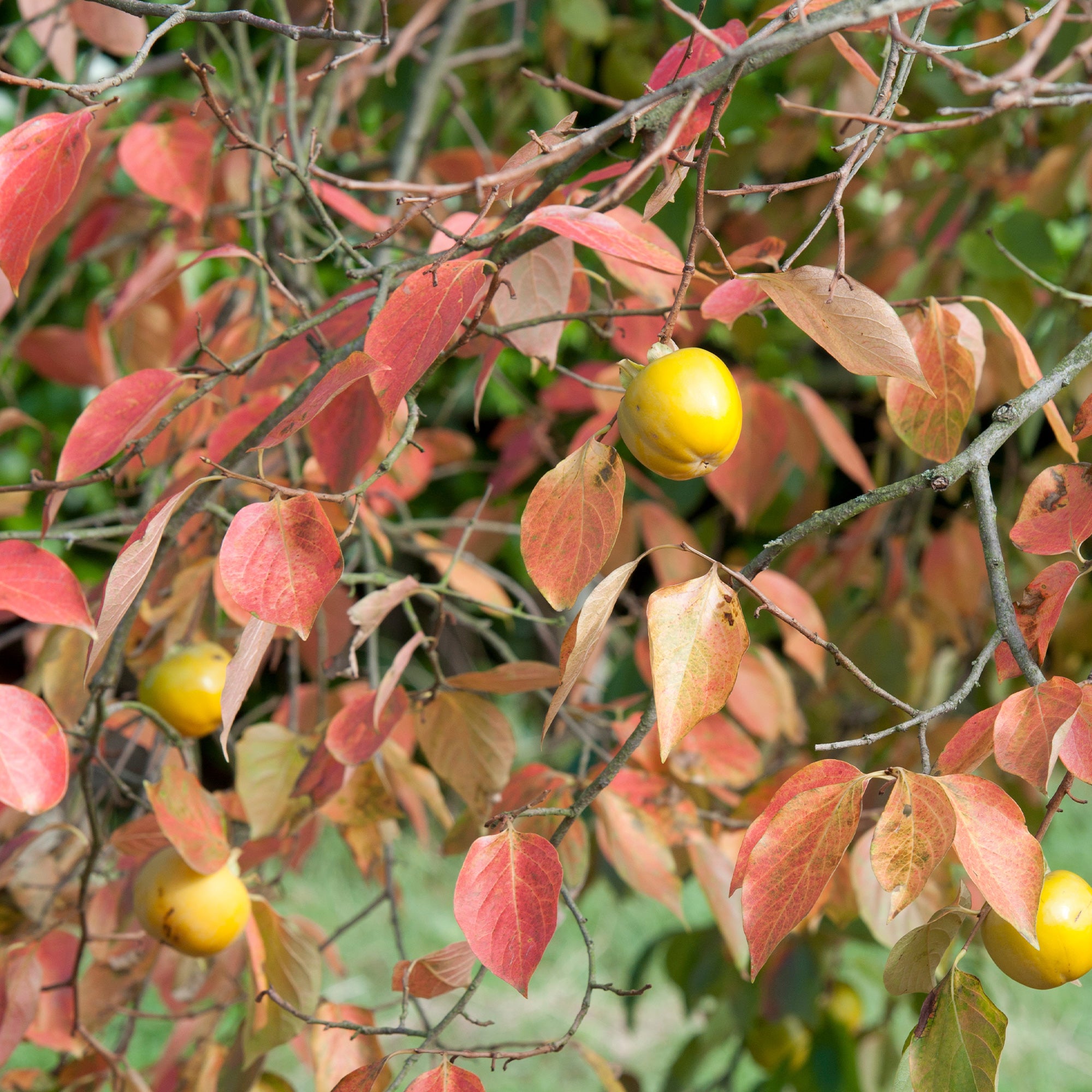 Bakker Kaki Tipo arbre fruitier pot 3L 50-80cm fruits orange