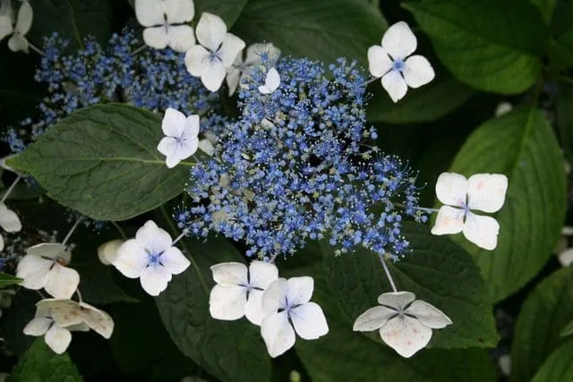 Les Hortensias du Haut Bois Sea Foam hortensia fleurs plates blanc