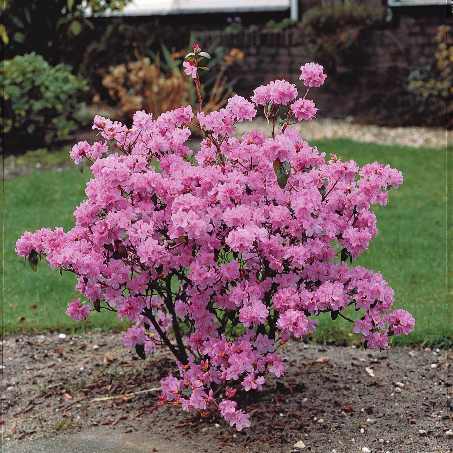 Bakker Arbustes Rhododendron précoce arbuste pot 12cm rose