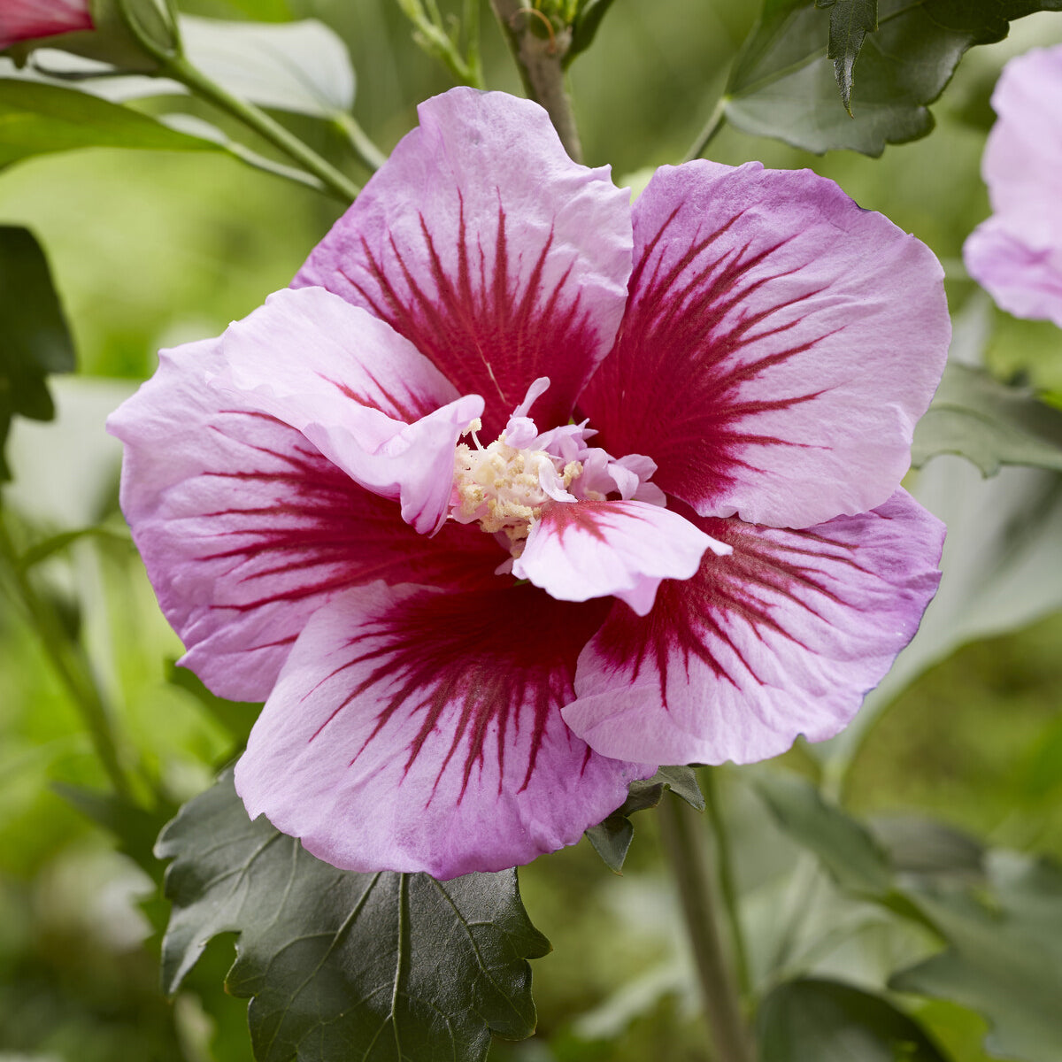 Bakker Flower Tower Purple hibiscus colonnaire violet pot