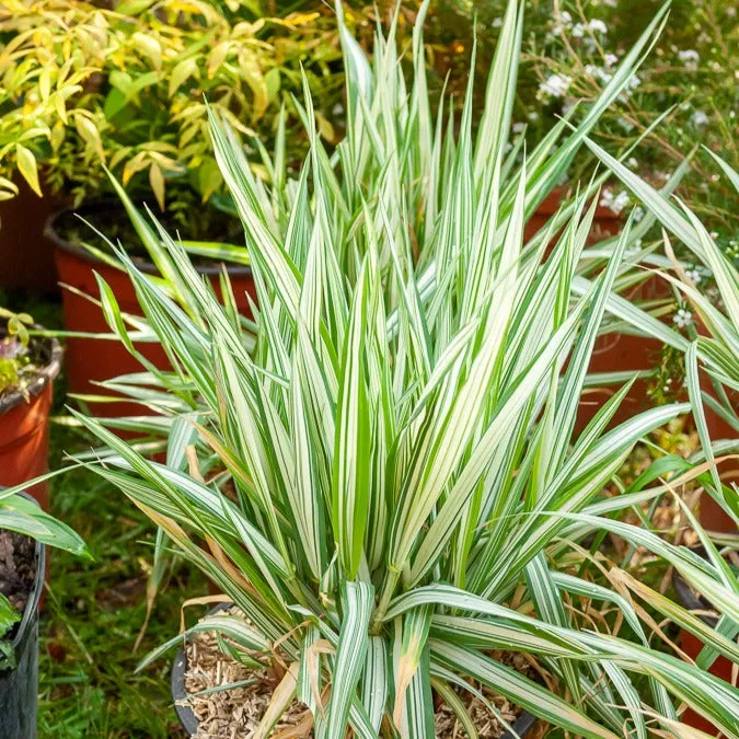 Bakker Phalaris Panaché Baldingère graminée pot 9cm berge