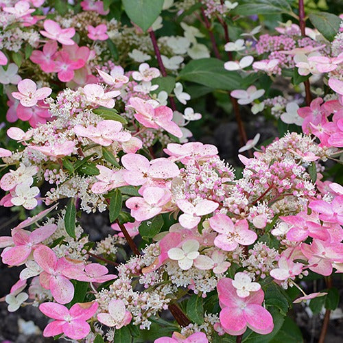 Bakker Prim'Red Hortensia paniculé pot 3L rouge